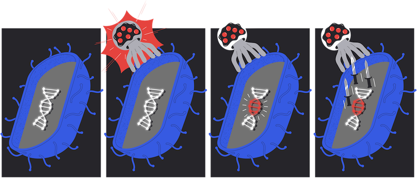 A bacterium has DNA; when it gets attacked by a virus, the bacterium takes some time to recognize it. Once that happens, the bacterium incorporates a section of the virus's genome into its own. Soon, the bacterium uses this to fight off the virus.