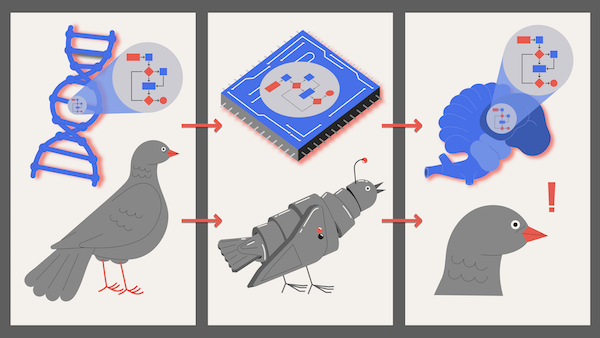 The algorithm for flying low moves from bird DNA to robot memory to bird brain. Or does the algorithm stay put while the things around it change?